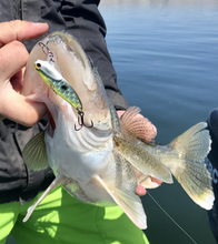 Load image into Gallery viewer, Chartreuse silver for big walleye
